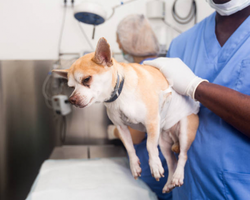 Preço de Cirurgia Castração Cachorro Recanto do Sol - Cirurgia de Patela em Cachorro