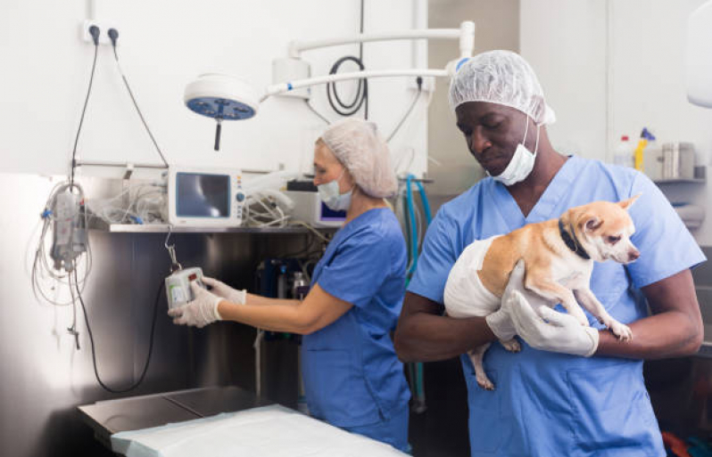 Preço de Cirurgia Luxação de Patela Cães Vila Industrial - Cirurgia de Castração de Cachorro