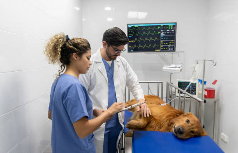 Preço de Cirurgia Ortopédica em Cachorro Jardim Fernanda - Cirurgia em Animais de Grande Porte