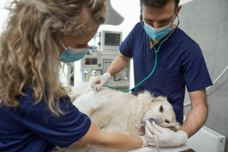 Preço de Cirurgia para Cachorros de Pequeno Porte Jardim Bandeirantes - Cirurgia Ortopédica em Cachorro