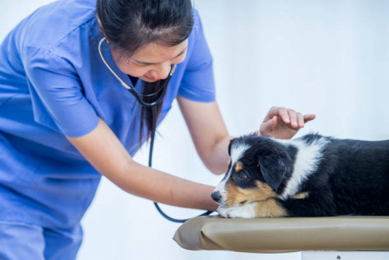 Check-ups Veterinários