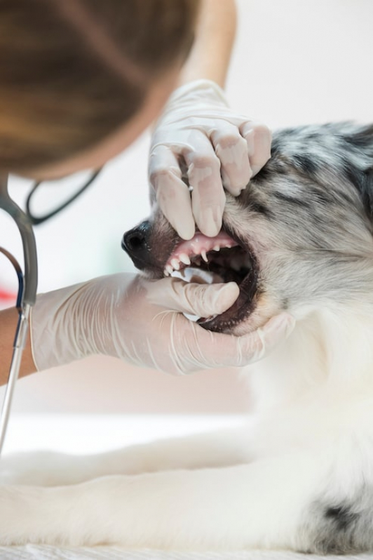 Dentista Veterinário Dentista Veterinário