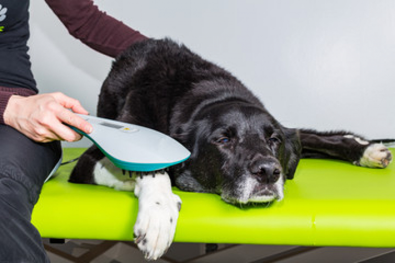 Laserterapia para Pet