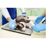 agendamento de exame de sangue em gatos Chácara da Barra