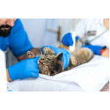 agendamento de exame de ultrassom para gato Jardim São Gabriel