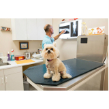 agendamento de exame de ultrassonografia para cachorro Bosque