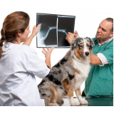 agendamento de exames laboratoriais veterinários Vila Castelo Branco