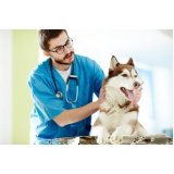 atendimento veterinário a domicílio para cachorros preços Distrito Industrial
