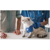 atendimento veterinário a domicílio para gatos preços Jardim Shangai