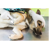 check-up veterinário em cachorro valores Jardim Eulina