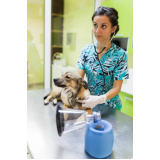 check-up veterinário em cachorro Núcleo Residencial Vila Vitória