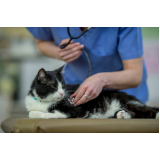 check-up veterinário para gatos valores Jardim Paraíso