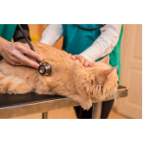 check-up veterinário para gatos Conjunto Residencial Sousa Queirós