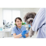 check-up veterinário valores Vila 31 de Março