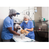 cirurgia de castração de cachorro Vila Castelo Branco