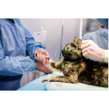 cirurgia de castração de cadela marcar Parque Santa Bárbara