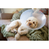 cirurgia em cachorro idoso marcar Vila Mimosa