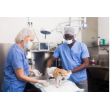 cirurgia luxação de patela cães Vila Industrial