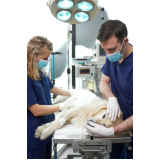 cirurgia ortopédica veterinária marcar Vila IAPI