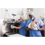 Cirurgia Luxação de Patela Cães
