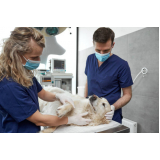 cirurgia para cachorros de pequeno porte marcar Parque Itália