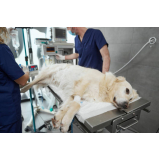 cirurgia para cachorros de pequeno porte Botafogo