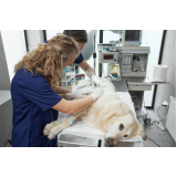 consulta veterinária cachorro Parque da Hípica