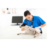 consulta veterinária dermatológica para cachorro agendar Jardim Paranapanema