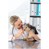 consulta veterinária dermatológica para cachorro Parque Santa Bárbara