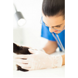 consulta veterinária para animais Botafogo
