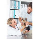 consulta veterinária para cachorro agendar Vila Castelo Branco