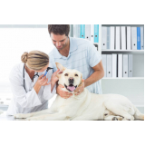 consulta veterinária para cachorro preço Vila Perseu Leite de Barros