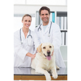 consulta veterinária para cachorro Parque das Universidades