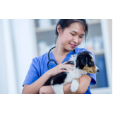 consulta veterinária para cachorros Residencial Parque Bandeirantes