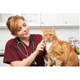consulta veterinária para gato agendar Vila Mimosa