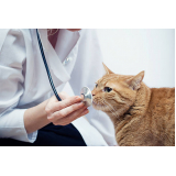consulta veterinária para gato preço Jardim do Lago