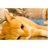 consulta veterinária para gato Mansões Santo Antônio