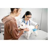 consulta veterinária para gatos Jardim Garcia