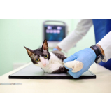 exame de sangue em gatos Parque da Figueira