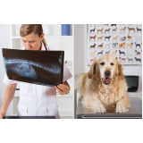 exame de ultrassonografia para cachorro Jardim Eulina
