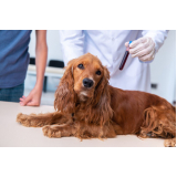 Exames Laboratoriais para Cachorro