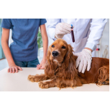 exames laboratoriais para cachorro agendar Jardim Campineiro