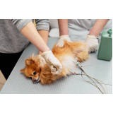 exames laboratoriais para cachorro Vila Marieta