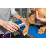 laserterapia cachorro preço Parque Floresta