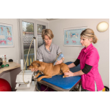 laserterapia para animais domésticos Alphaville