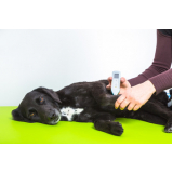 laserterapia para cachorro preço Vila Aurocan