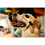 laserterapia para cães e gatos preço Jardim Aurélia