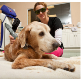laserterapia para cães e gatos Vila Brandina