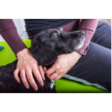 laserterapia para cães Ponte Preta