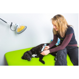 laserterapia para gatos e cachorros Centro